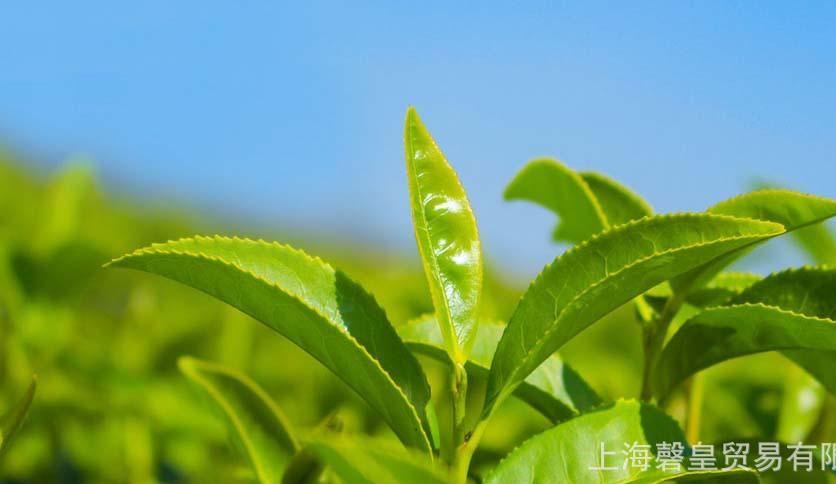 廠家直銷盾皇奶茶盾皇茉莉綠茶茉香綠茶全國(guó)包郵特價(jià)促銷示例圖1