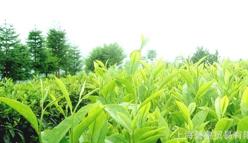 廠家直銷盾皇奶茶盾皇茉莉綠茶茉香綠茶全國(guó)包郵特價(jià)促銷示例圖3