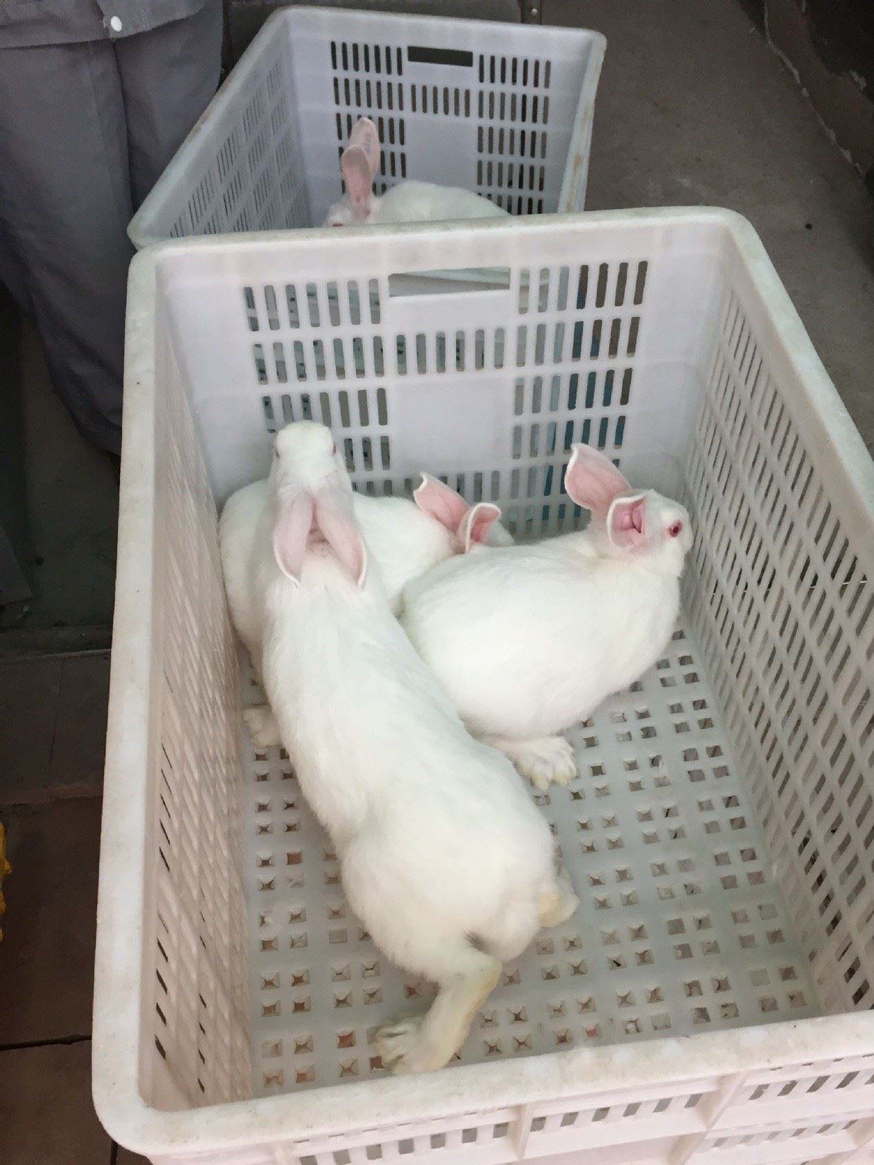 伊拉種兔父母代-母兔-阿興記兔業分公司示例圖3