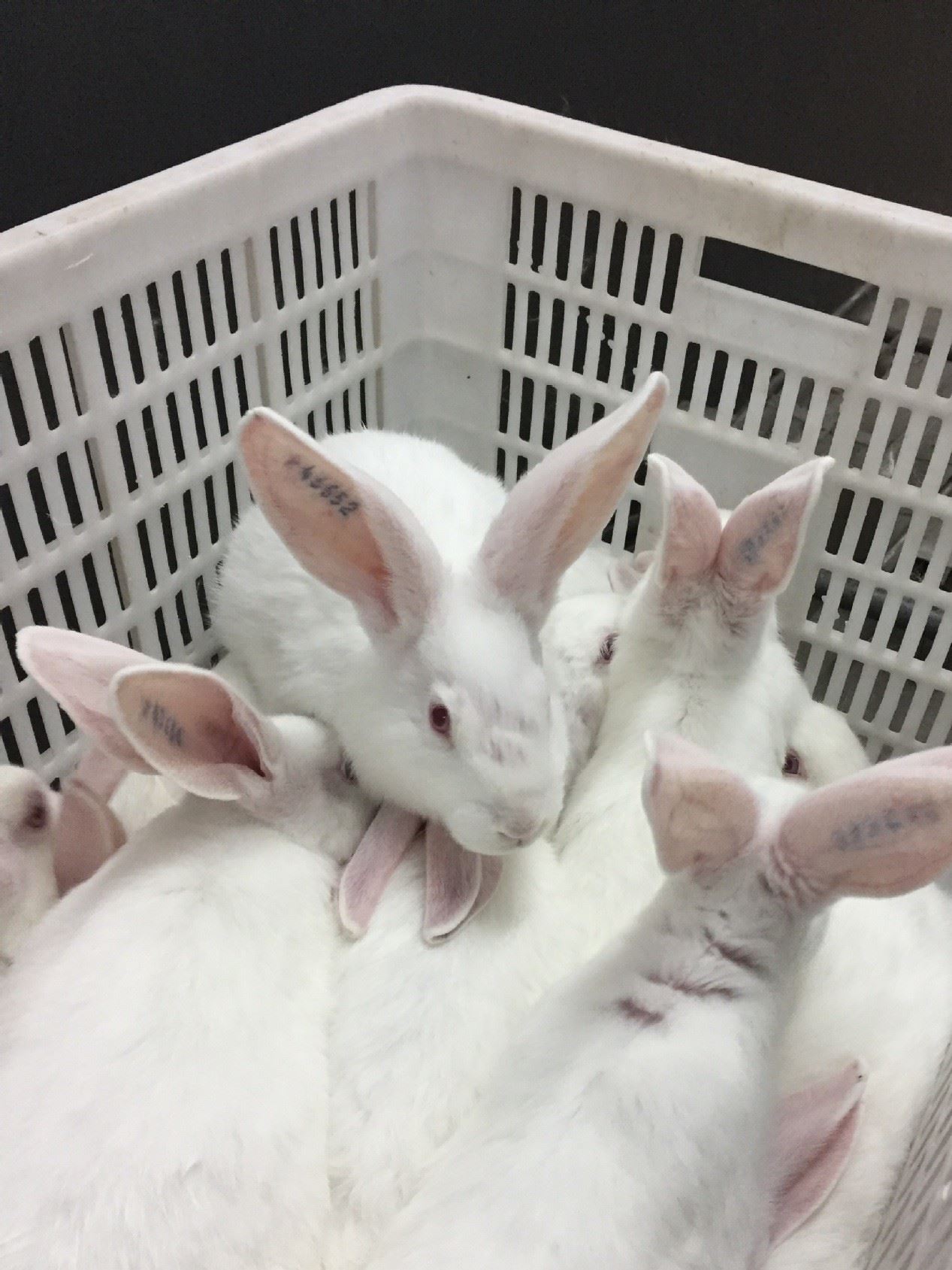 伊拉種兔父母代-母兔-阿興記兔業分公司示例圖10