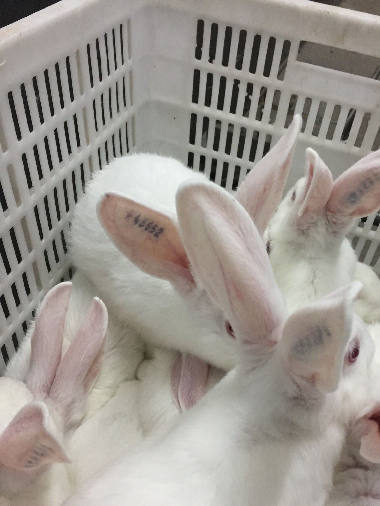 伊拉種兔父母代-母兔-阿興記兔業分公司示例圖11