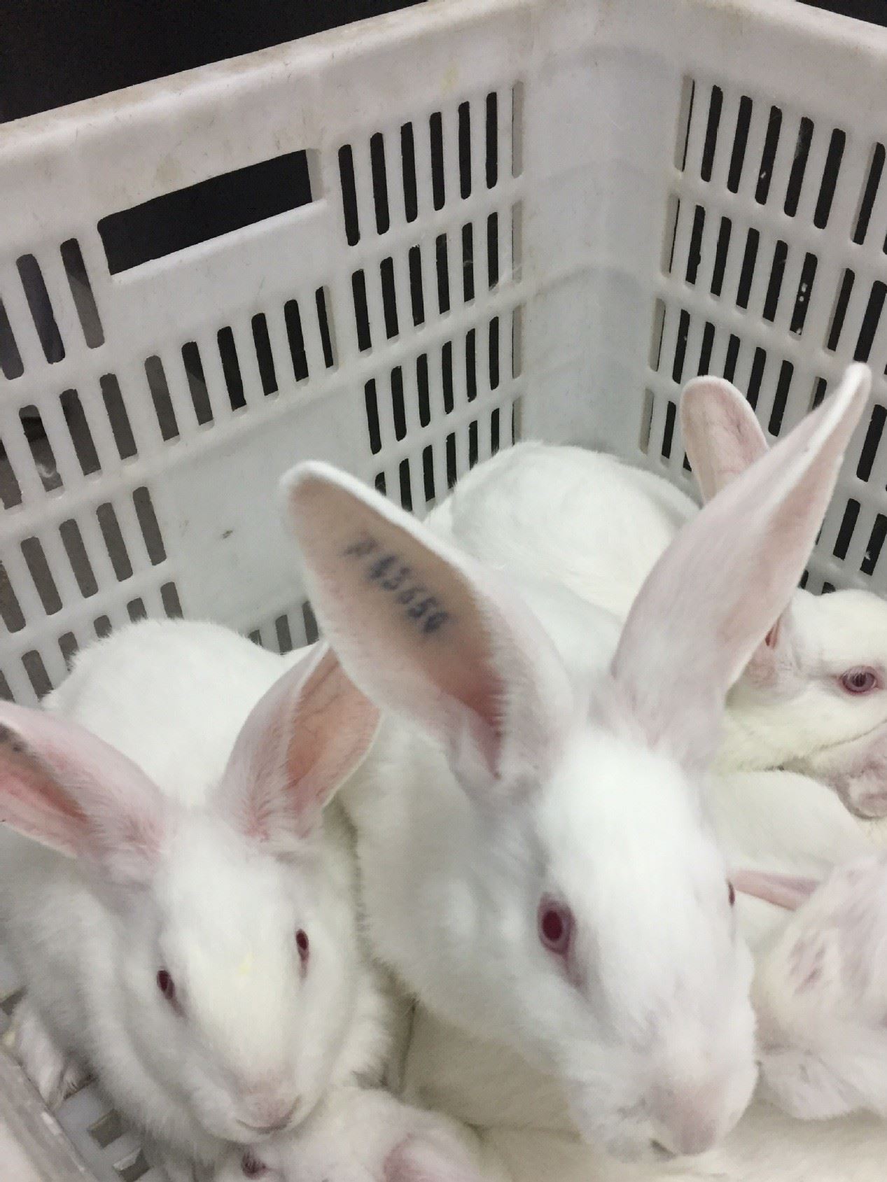 伊拉種兔父母代-母兔-阿興記兔業分公司示例圖12