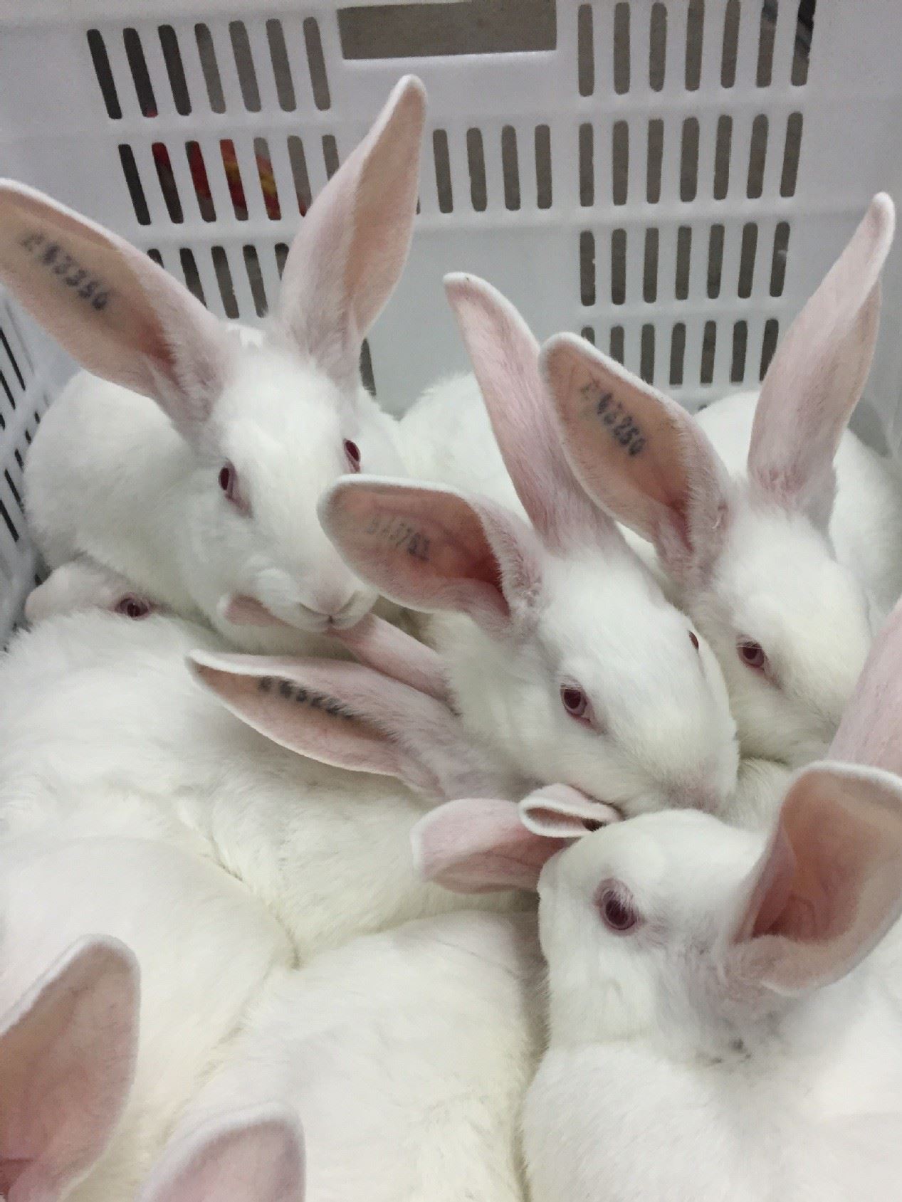 伊拉種兔父母代-母兔-阿興記兔業分公司示例圖13