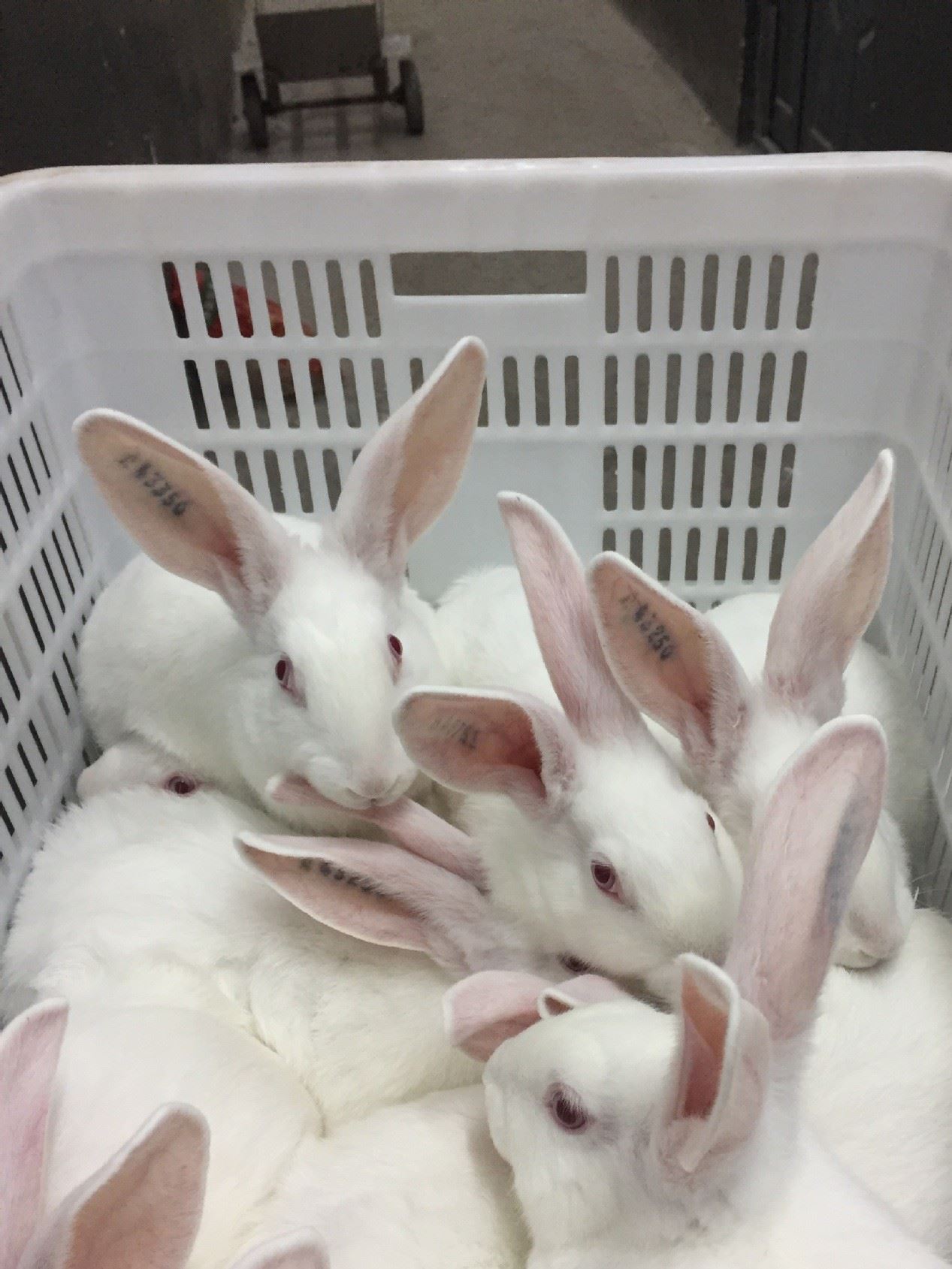 伊拉種兔父母代-母兔-阿興記兔業分公司示例圖14