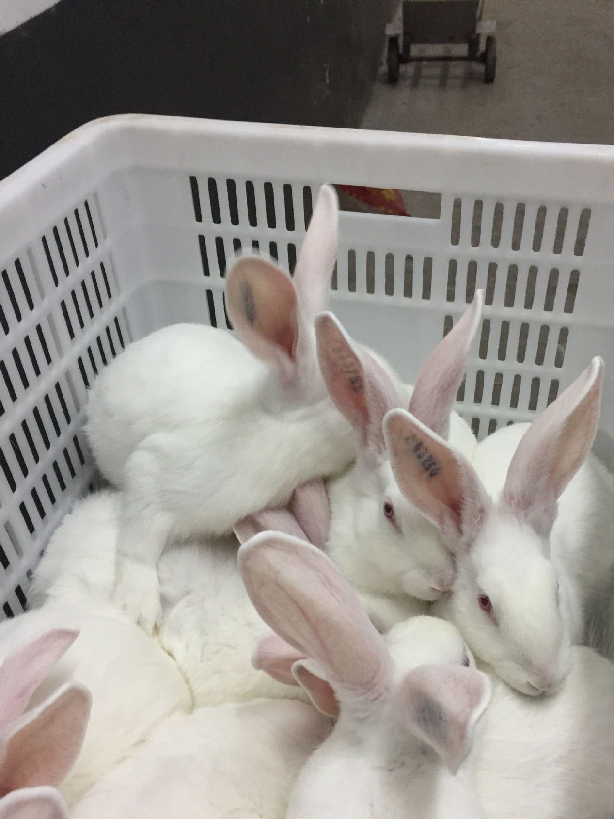 伊拉種兔父母代-母兔-阿興記兔業分公司示例圖15