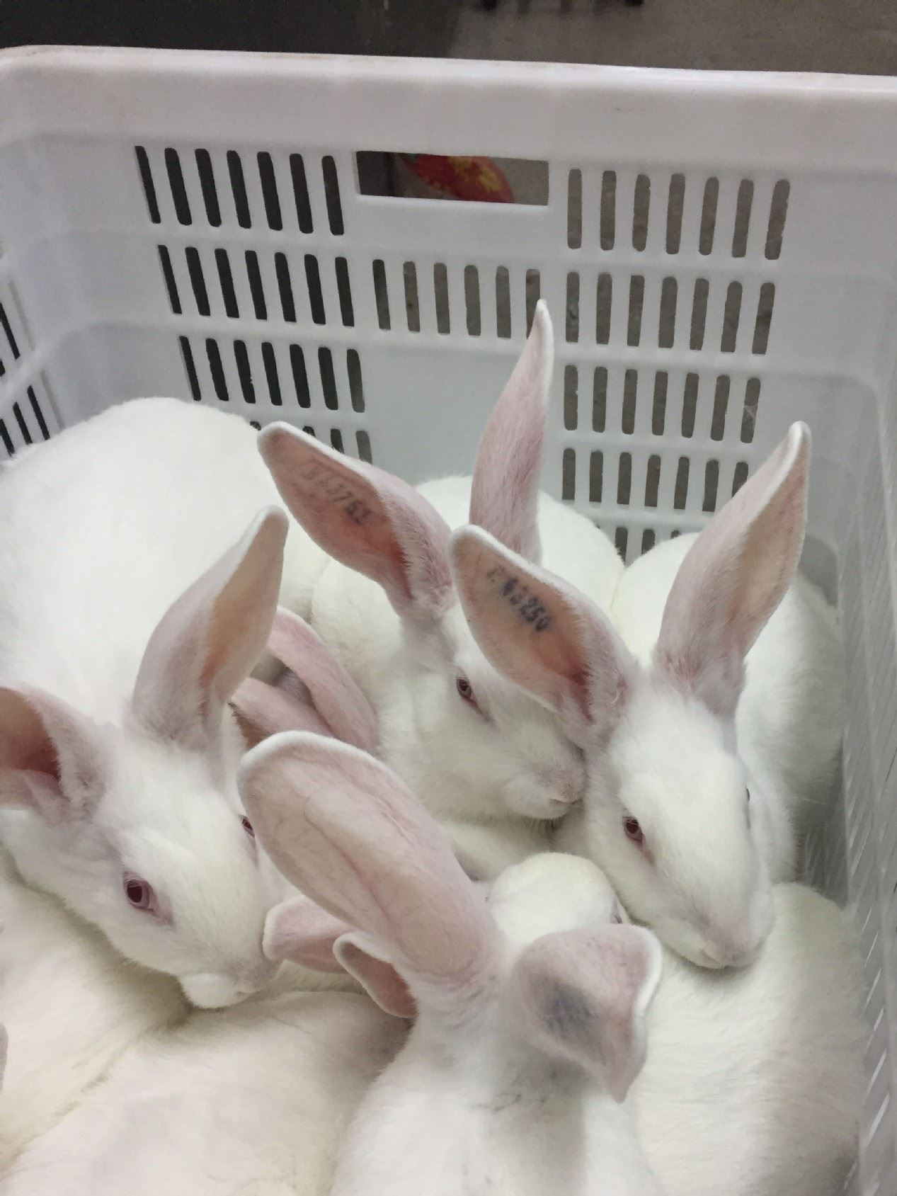 伊拉種兔父母代-母兔-阿興記兔業分公司示例圖16