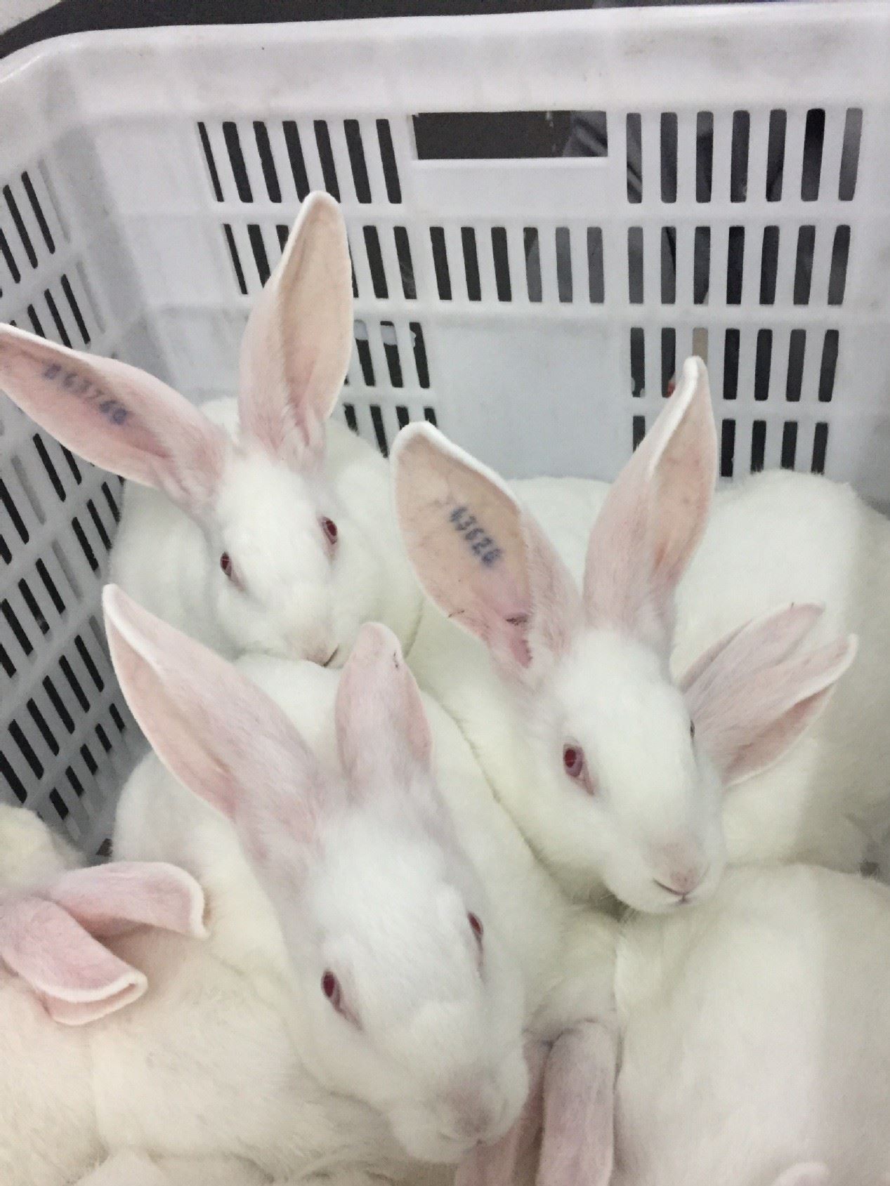 伊拉種兔父母代-母兔-阿興記兔業分公司示例圖17