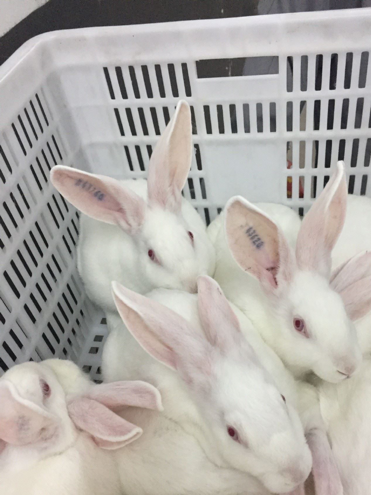 伊拉種兔父母代-母兔-阿興記兔業分公司示例圖18