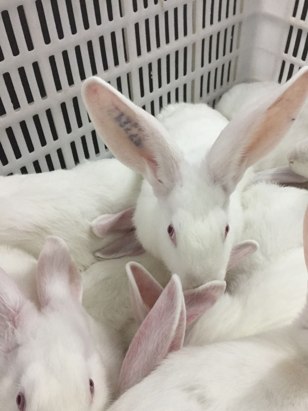 伊拉種兔父母代-母兔-阿興記兔業分公司示例圖19