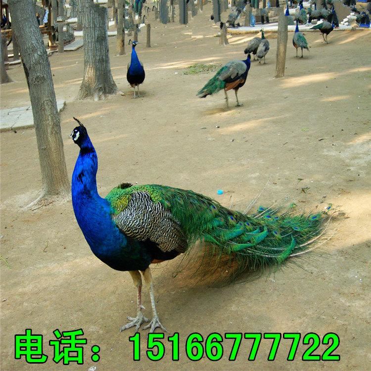 養(yǎng)殖孔雀種孔雀價格種苗養(yǎng)殖場孔雀的營養(yǎng)價值高示例圖2