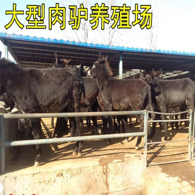 肉驢價(jià)格肉驢長(zhǎng)勢(shì)塊出肉率高山東恒大肉驢養(yǎng)殖場(chǎng)示例圖1