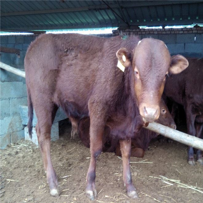 出售小牛犊肉牛犊小牛苗种牛杂交肉牛纯种黄牛