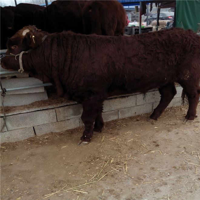 出售小牛犊肉牛犊小牛苗种牛杂交肉牛纯种黄牛