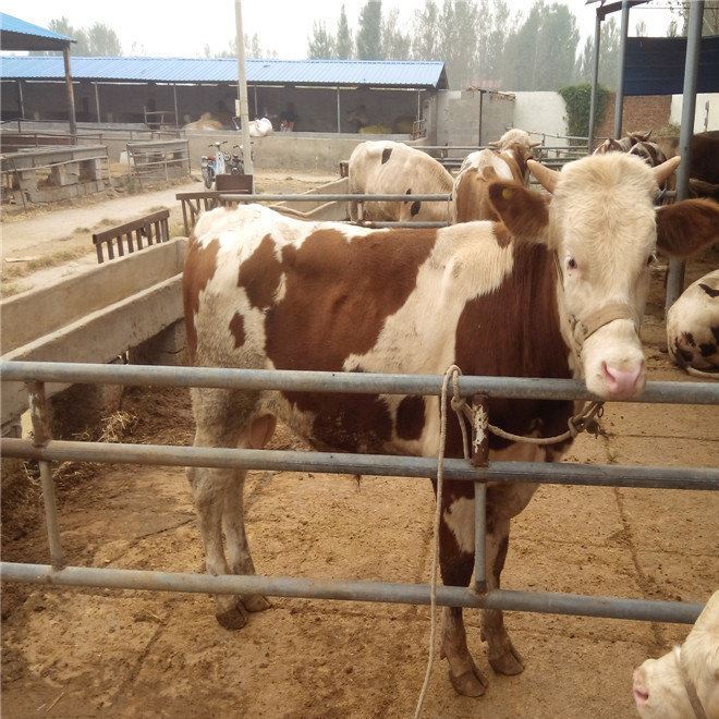 出售小牛犊肉牛犊小牛苗种牛杂交肉牛种黄牛示例图3