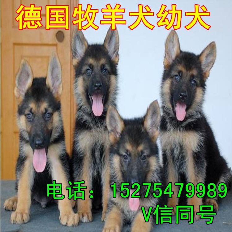 五个月的牧羊犬价格 种德国牧羊犬价格 牧羊犬幼犬养殖场示例图1