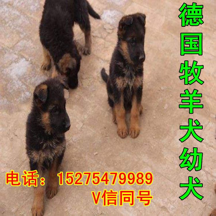 五个月的牧羊犬价格 种德国牧羊犬价格 牧羊犬幼犬养殖场示例图2