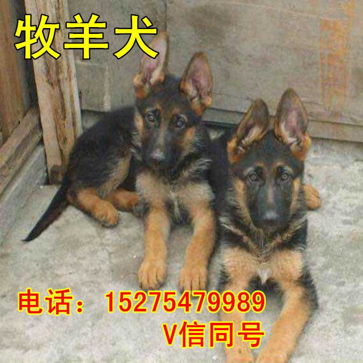 五个月的牧羊犬价格 种德国牧羊犬价格 牧羊犬幼犬养殖场示例图3