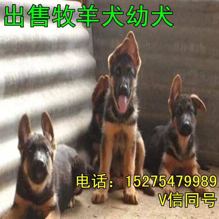 五个月的牧羊犬价格 种德国牧羊犬价格 牧羊犬幼犬养殖场示例图4