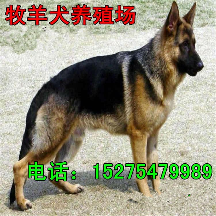 五个月的牧羊犬价格 种德国牧羊犬价格 牧羊犬幼犬养殖场示例图5