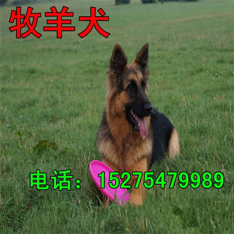 五个月的牧羊犬价格 种德国牧羊犬价格 牧羊犬幼犬养殖场示例图6