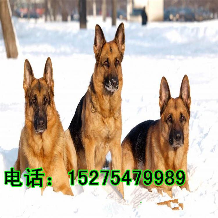 五个月的牧羊犬价格 种德国牧羊犬价格 牧羊犬幼犬养殖场示例图8