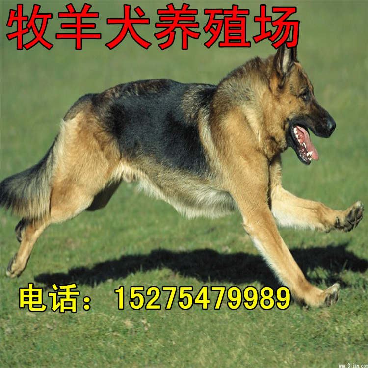 五个月的牧羊犬价格 种德国牧羊犬价格 牧羊犬幼犬养殖场示例图9