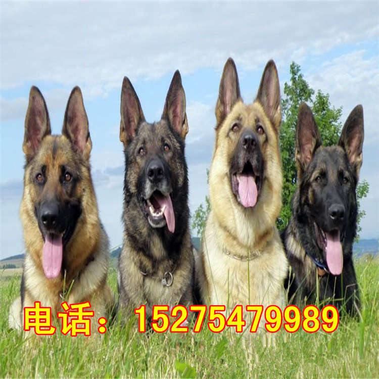 五个月的牧羊犬价格 种德国牧羊犬价格 牧羊犬幼犬养殖场示例图10