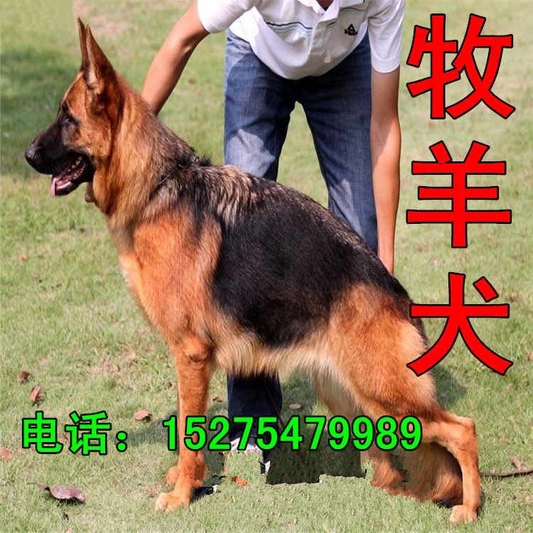 五个月的牧羊犬价格 种德国牧羊犬价格 牧羊犬幼犬养殖场示例图12