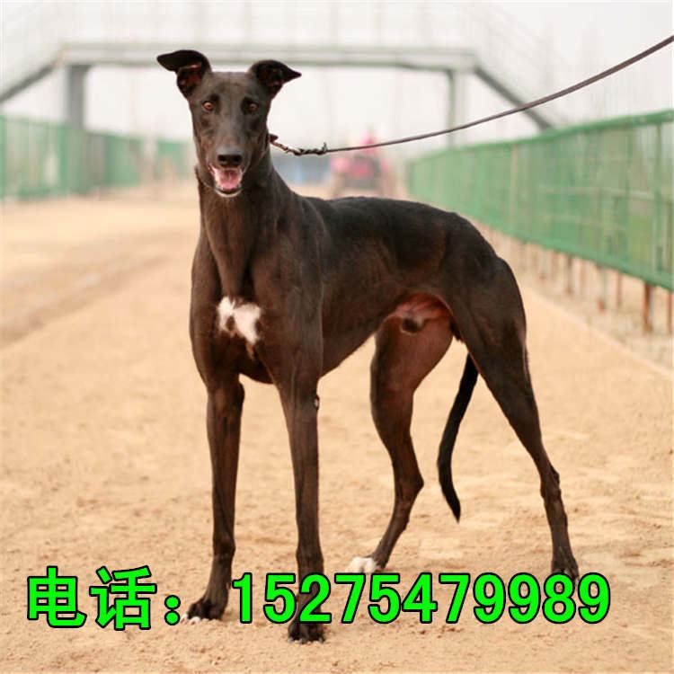 五个月的牧羊犬价格 种德国牧羊犬价格 牧羊犬幼犬养殖场示例图13