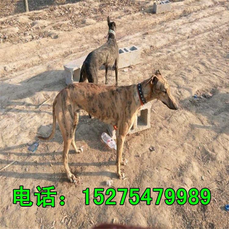 五个月的牧羊犬价格 种德国牧羊犬价格 牧羊犬幼犬养殖场示例图15