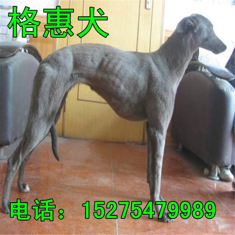 五个月的牧羊犬价格 种德国牧羊犬价格 牧羊犬幼犬养殖场示例图17