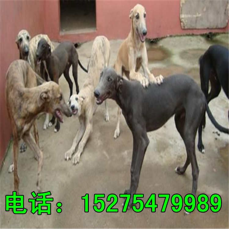 五个月的牧羊犬价格 种德国牧羊犬价格 牧羊犬幼犬养殖场示例图19