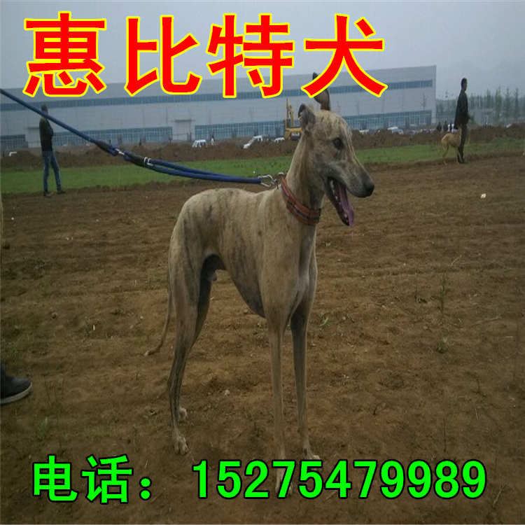 五个月的牧羊犬价格 种德国牧羊犬价格 牧羊犬幼犬养殖场示例图20