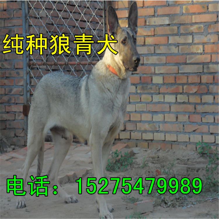 五个月的牧羊犬价格 种德国牧羊犬价格 牧羊犬幼犬养殖场示例图23