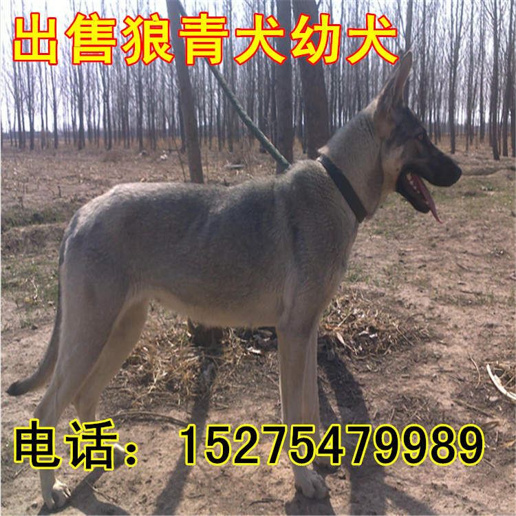 五个月的牧羊犬价格 种德国牧羊犬价格 牧羊犬幼犬养殖场示例图24