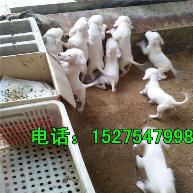 种犬养殖 出售 马犬 猛犬  杜高犬 幼犬 狗苗养殖技术示例图1