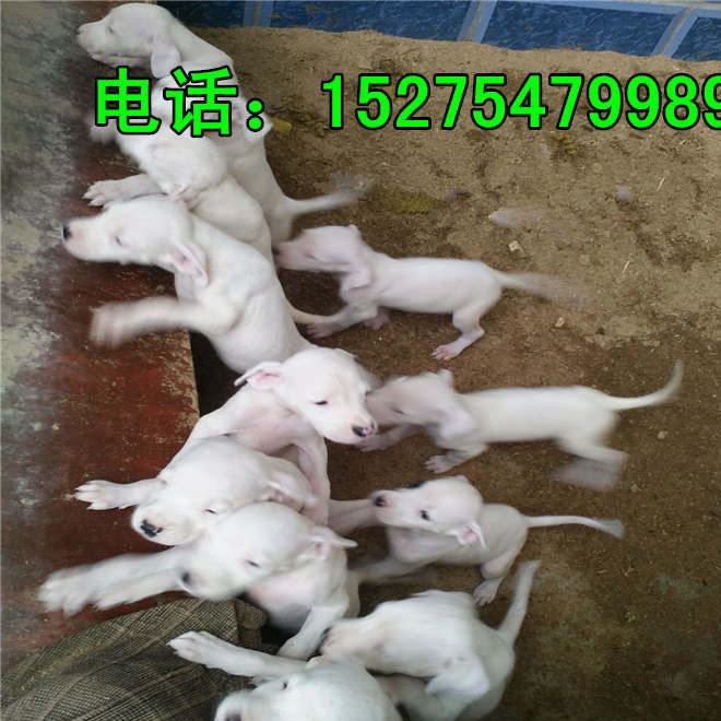 种犬养殖 出售 马犬 猛犬  杜高犬 幼犬 狗苗养殖技术示例图3