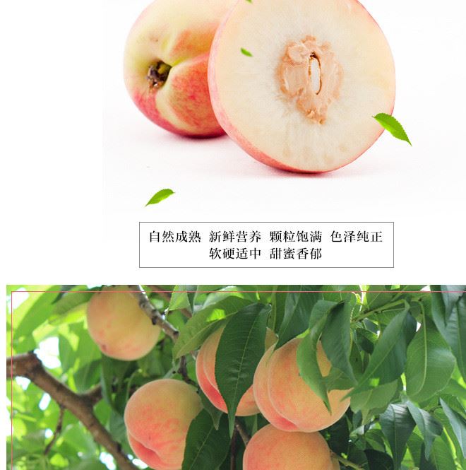 山西運城毛桃脆桃新鮮現摘現發水蜜桃5斤包郵桃子孕婦水果示例圖6