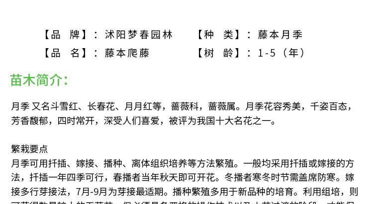 批發(fā)藤本爬藤歐月苗安吉拉夫人月季花苗 精品歐月盆花示例圖33