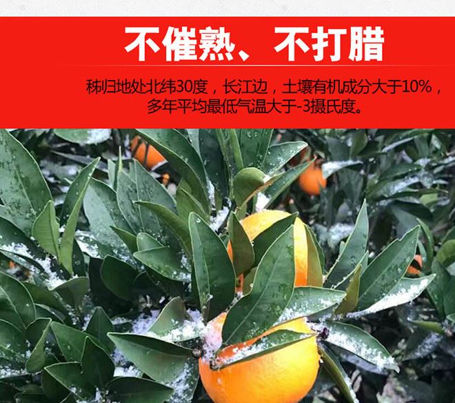 湖北特產(chǎn)水果批發(fā) 中華紅橙5kg 一件代發(fā) 肉脆多汁酸甜濃郁示例圖9