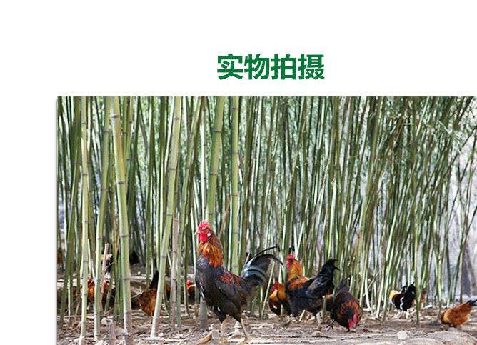 綠殼蛋土雞 土雞苗 麻羽三黃雞 蛋雞肉雞散養(yǎng)雞高山放養(yǎng) 冰鮮雞示例圖3