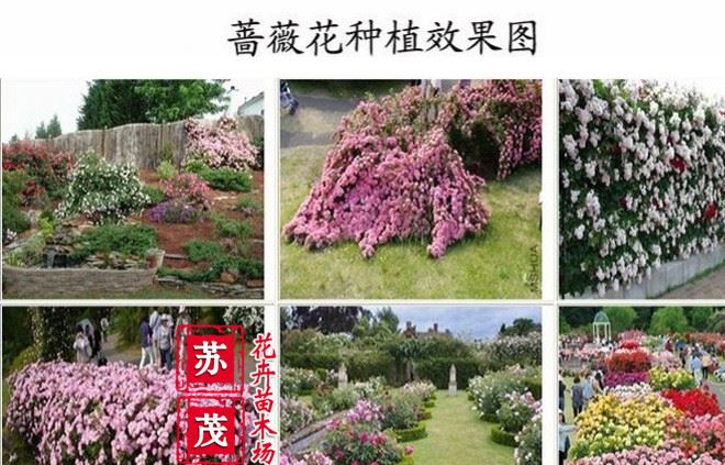 基地直銷薔薇花苗 爬薔薇 庭院園林觀花植物 當(dāng)年開(kāi)花 品種示例圖3