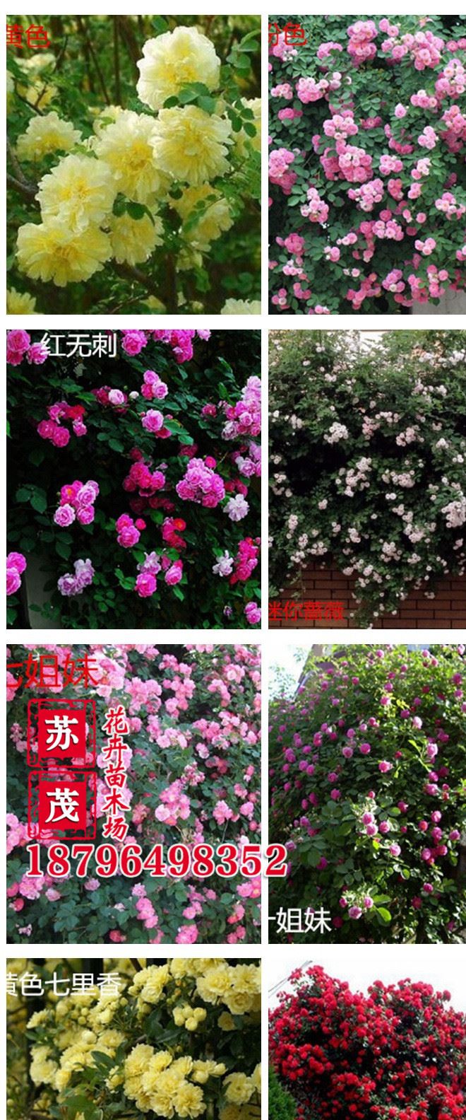 基地直銷薔薇花苗 爬薔薇 庭院園林觀花植物 當(dāng)年開(kāi)花 品種示例圖5