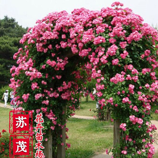 基地直銷薔薇花苗 爬薔薇 庭院園林觀花植物 當(dāng)年開(kāi)花 品種示例圖6