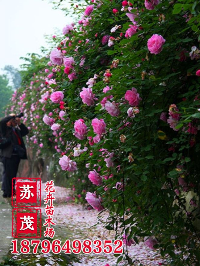 基地直銷薔薇花苗 爬薔薇 庭院園林觀花植物 當(dāng)年開(kāi)花 品種示例圖8