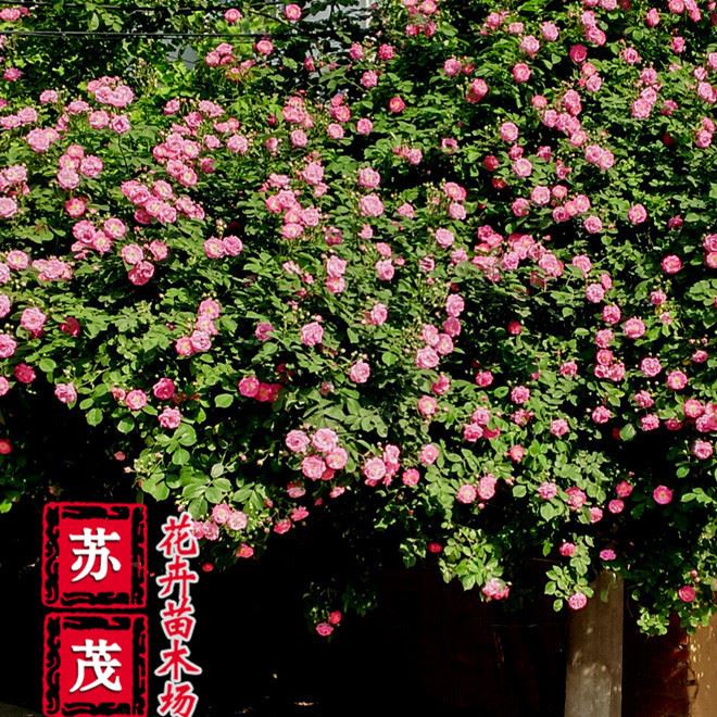 基地直銷薔薇花苗 爬薔薇 庭院園林觀花植物 當(dāng)年開(kāi)花 品種示例圖9