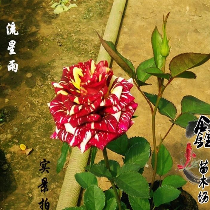 批發(fā)：庭院盆栽花卉月季花，藤本月季，品種月季，流星雨月季花苗示例圖1