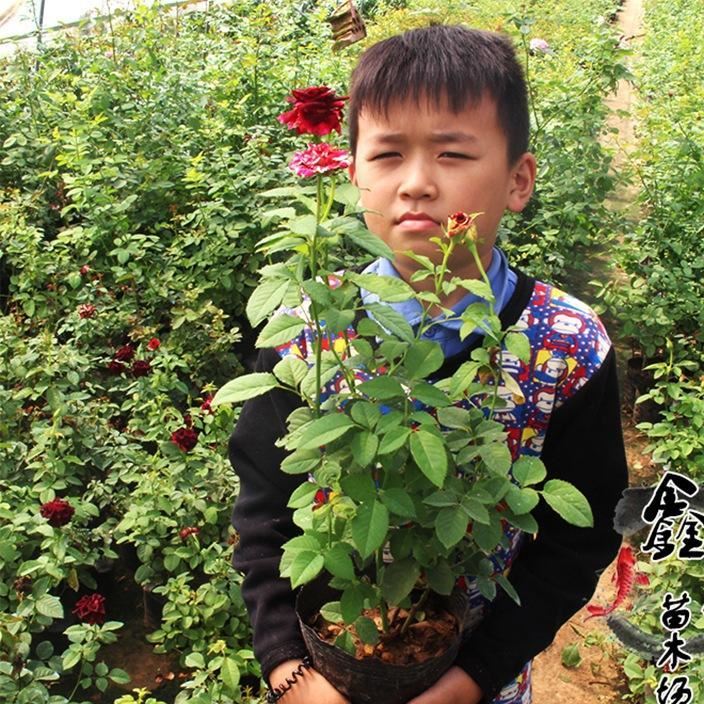 批發(fā)：庭院盆栽花卉月季花，藤本月季，品種月季，流星雨月季花苗示例圖2