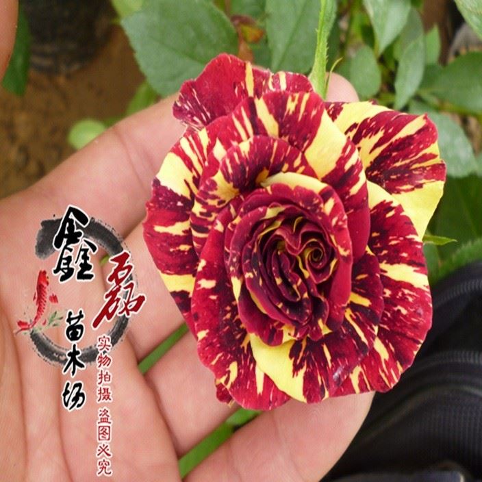 批發(fā)：庭院盆栽花卉月季花，藤本月季，品種月季，流星雨月季花苗示例圖3