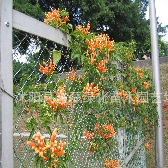 攀爬植物 花苗 花 攀援花爬藤卉花多 盆栽庭院 基地批發(fā)示例圖7